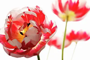 Turned: Tulip
