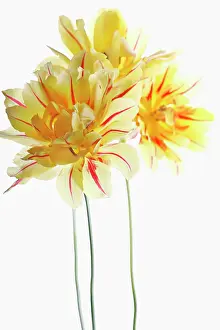 Toned: Tulip