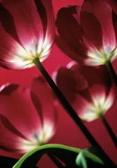 Inspiring: Tulip