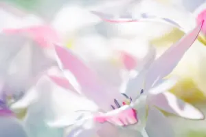 Disorganized: Tulip