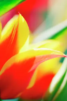 Toned: Tulip