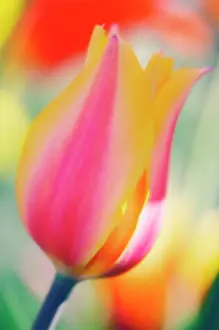 Toned: Tulip