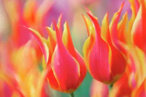 Toned: Tulip