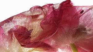 Iced: Tulip