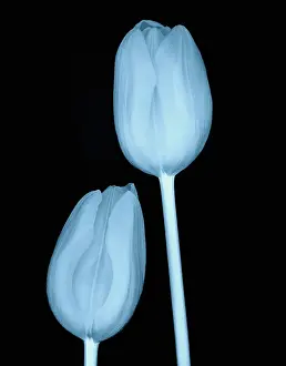 Nurturing: Tulip