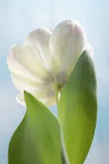 Sympathy: Tulip