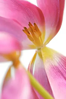 Blown: Tulip