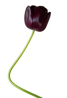Silky: Tulip