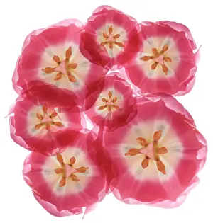 Combined: Tulip