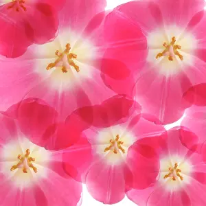Ordered: Tulip