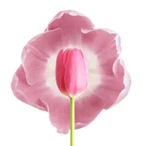 Nurturing: Tulip