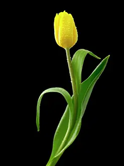 Moisture: Tulip