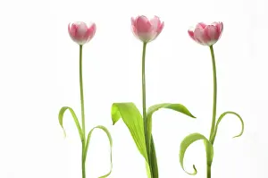 Organized: Tulip