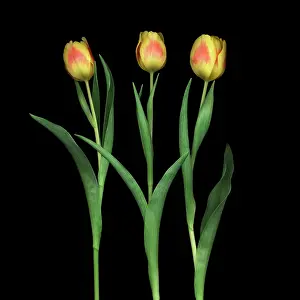 Organized: Tulip