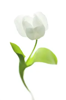 Radiant: Tulip