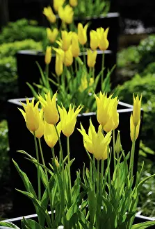 Flowerpot: Tulip