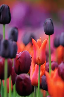 Ordinary: Tulip