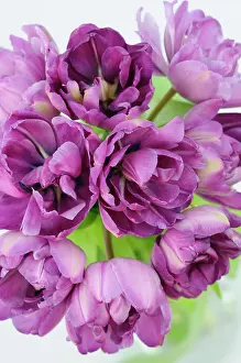 Fabulous: Tulip