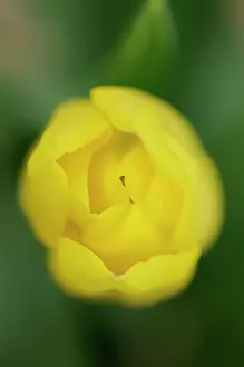 Fabulous: Tulip