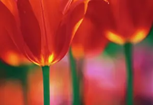 Optimism: Tulip