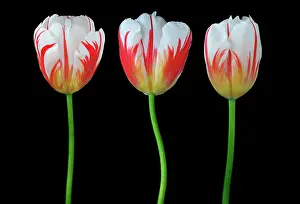 Organized: Tulip