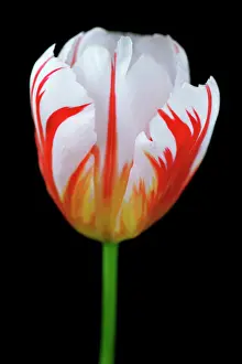 Toned: Tulip