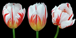 Organized: Tulip