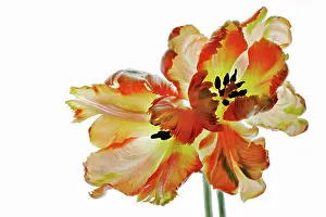 Blown: Tulip