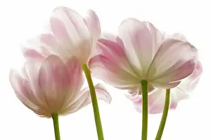 Nurturing: Tulip