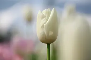 Sympathy: Tulip