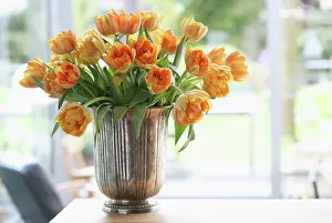Blended: Tulip