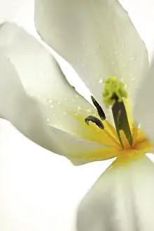 Sympathy: Tulip