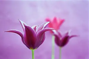 Triple: Tulip