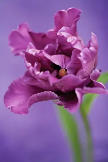 Feminine: Tulip