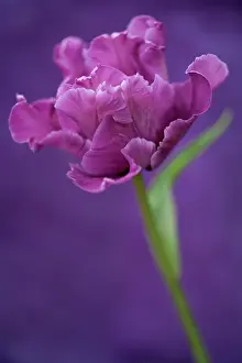Feminine: Tulip