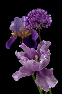 Triple: Tulip