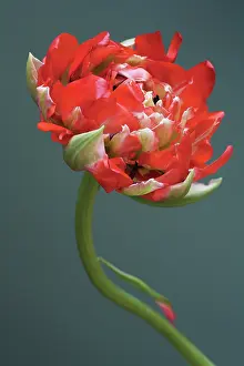 Mobile: Tulip