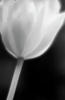 Sympathy: Tulip