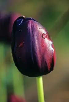 Silky: Tulip