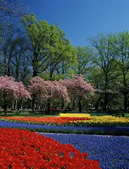 Combinations: Tulip