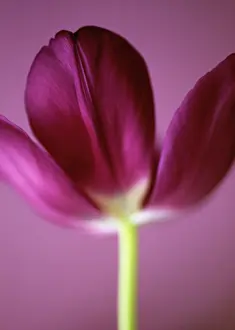 Uncluttered: Tulip