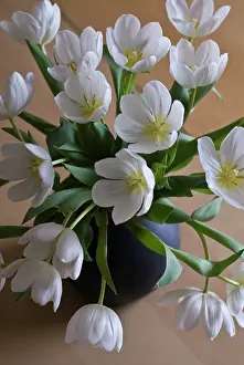 Lifestyle: Tulip