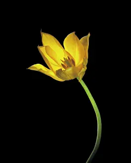 Sensational: Tulip