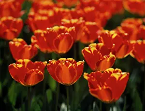 Joyful: Tulip