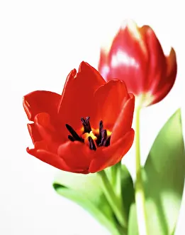 Tulipa: Tulip