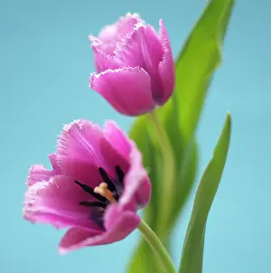 Gaudy: Tulip