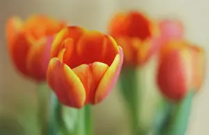 Ordinary: Tulip