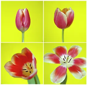 Connected: Tulip