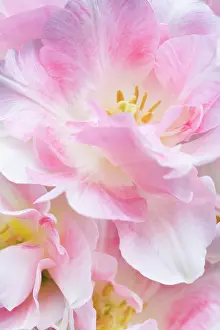 Deluxe: Tulip