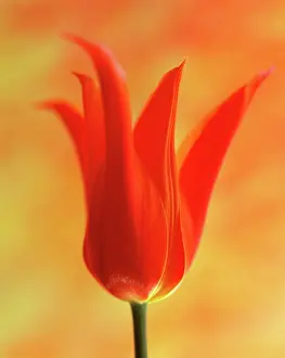 Ballerina: Tulip